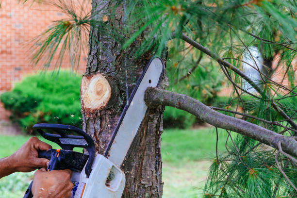 Best Tree Preservation Services  in USA